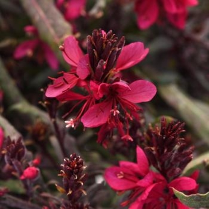Belleza® Dark Pink Improved - Gaura lindheimeri (Wand Flower) from WNLKG Wildwood Nursery LKG