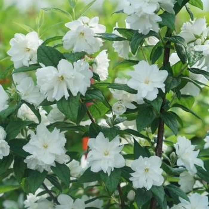 Mock Orange - from WNLKG Wildwood Nursery LKG