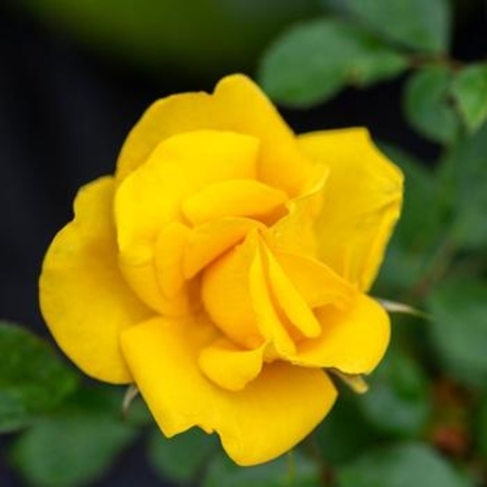 Rose - 'Gilded Sun' from WNLKG Wildwood Nursery LKG