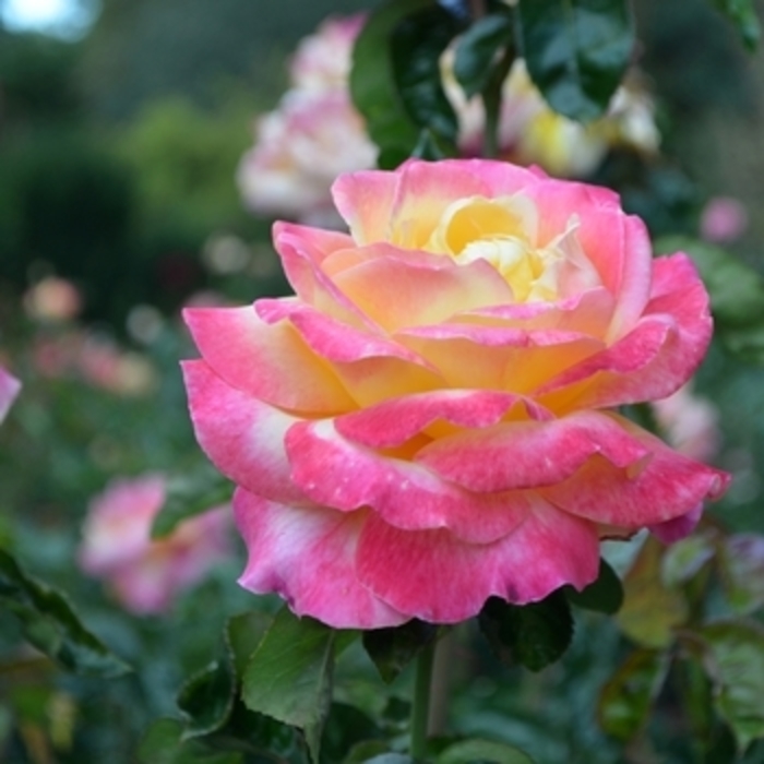 Rose - 'Love and Peace' from WNLKG Wildwood Nursery LKG