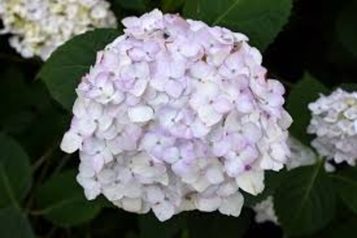 Hydrangea Endless Summer Series - 'Blushing Bride' from WNLKG Wildwood Nursery LKG