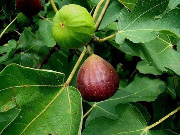 Fig - 'Brown Turkey' from WNLKG Wildwood Nursery LKG