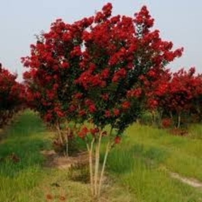 Crape Myrtle - 'Dynamite' from WNLKG Wildwood Nursery LKG