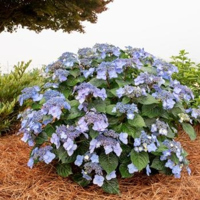 Hydrangea Endless Summer Series - 'Pop Star' from WNLKG Wildwood Nursery LKG