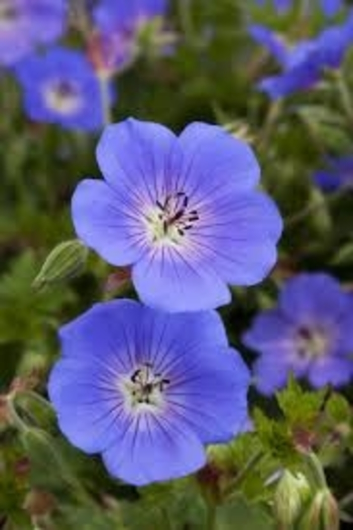 Geranium - 'Rozanne' from WNLKG Wildwood Nursery LKG