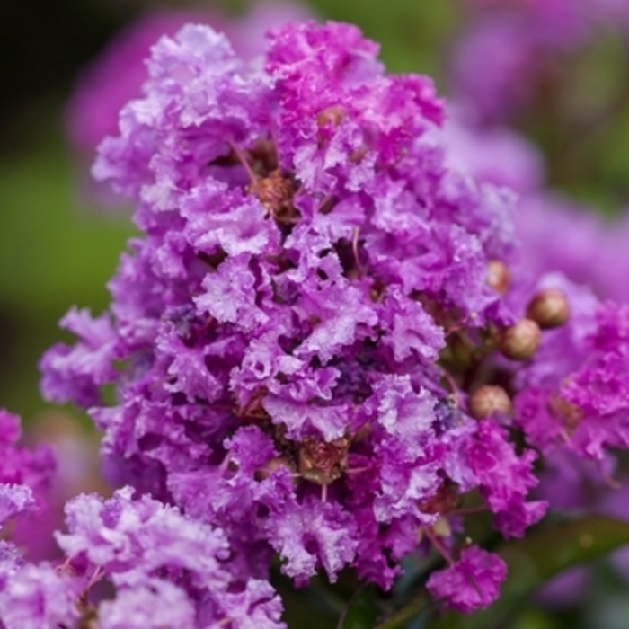 Crape Myrtle - 'Purple Magic' from WNLKG Wildwood Nursery LKG