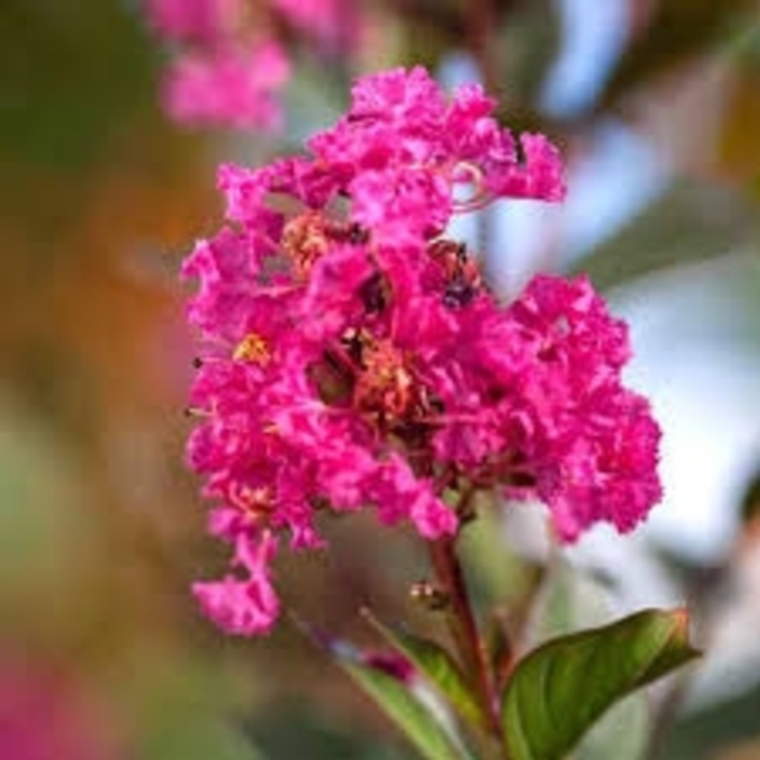 Crape Myrtle - 'Twilight Magic' from WNLKG Wildwood Nursery LKG