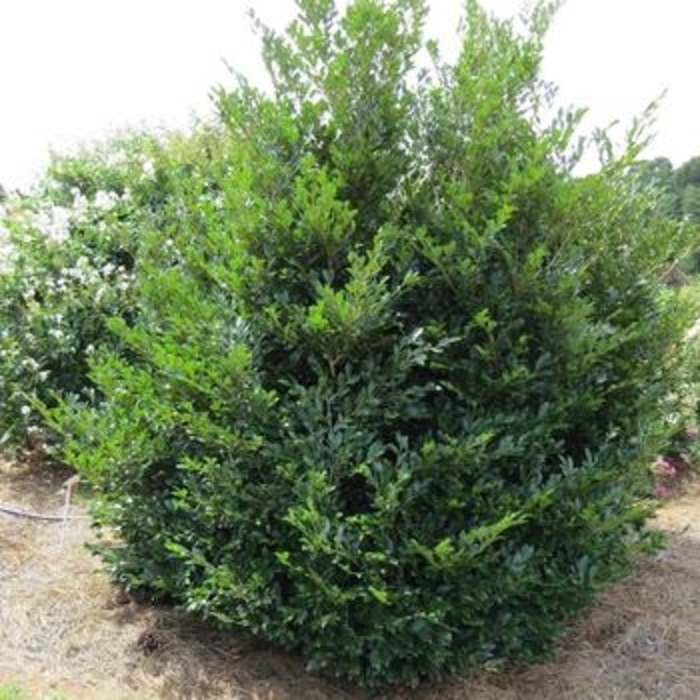 Distyllium - 'Linebacker' from WNLKG Wildwood Nursery LKG