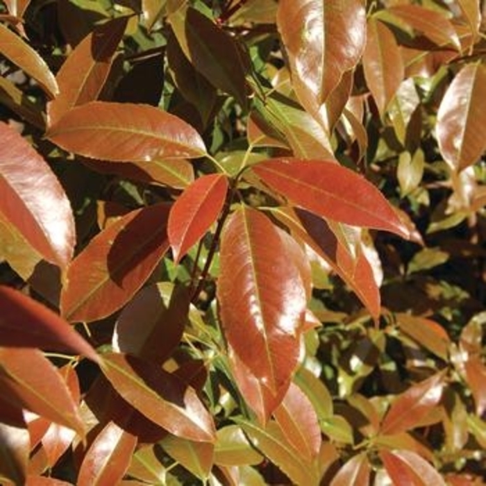 Photinia - 'Dynamo Red' from WNLKG Wildwood Nursery LKG