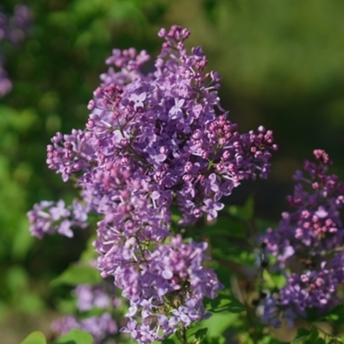 Lilac - Scentara Pura from WNLKG Wildwood Nursery LKG