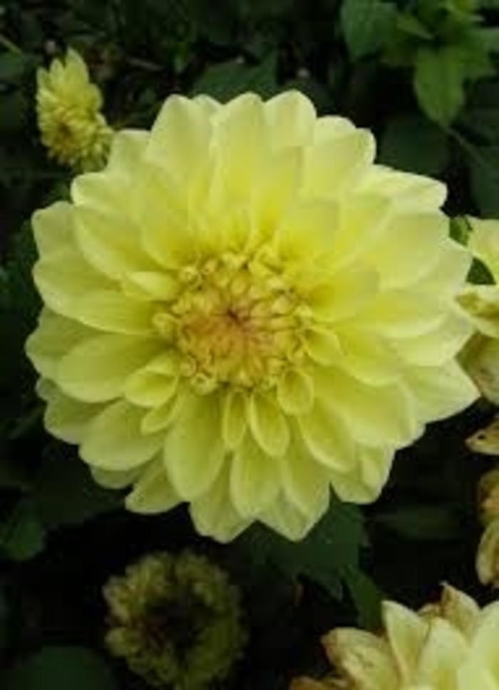 Dahlia - 'Go Go Yellow' from WNLKG Wildwood Nursery LKG