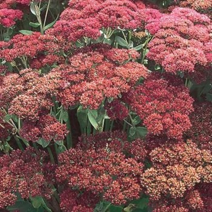 Sedum - Multiple Varieties from WNLKG Wildwood Nursery LKG