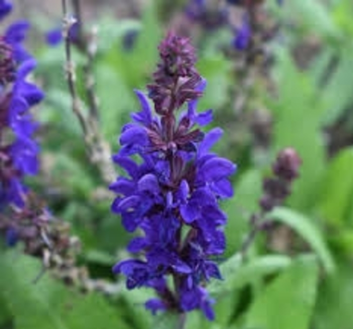 Salvia - 'Dark Matter' from WNLKG Wildwood Nursery LKG