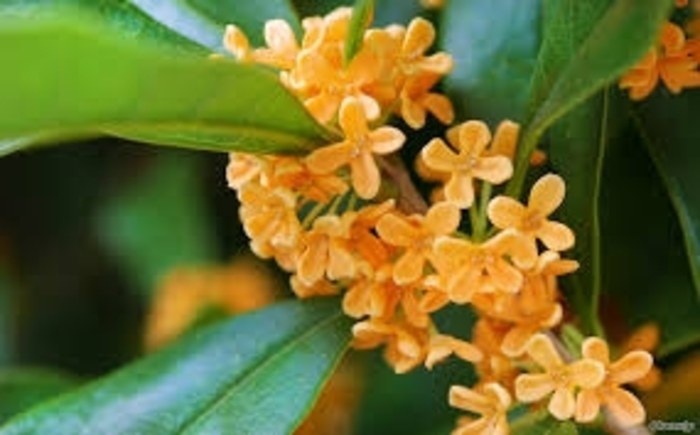 Osmanthus - 'Fragrant Tea Olive' from WNLKG Wildwood Nursery LKG