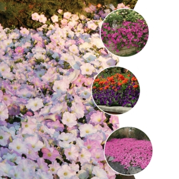 Wave Petunia - Multiple Colors from WNLKG Wildwood Nursery LKG