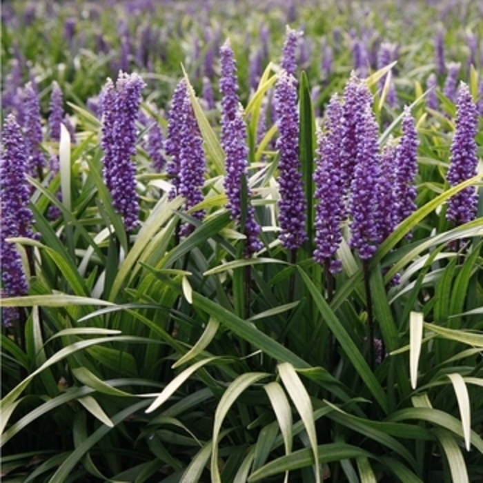 Liriope - 'Purple Explosion' from WNLKG Wildwood Nursery LKG