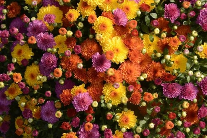 Garden Mum - Combo 02 from WNLKG Wildwood Nursery LKG
