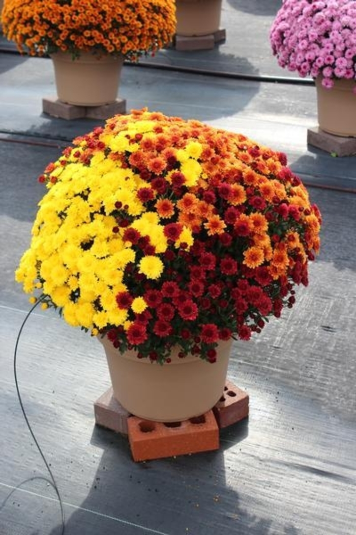 Garden Mum - Combo 08 from WNLKG Wildwood Nursery LKG