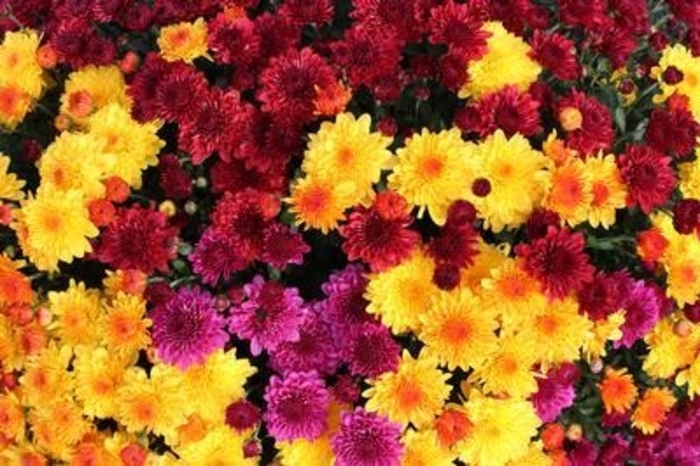 Garden Mum - Combo 09 from WNLKG Wildwood Nursery LKG