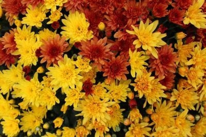 Garden Mum - Combo 13 from WNLKG Wildwood Nursery LKG