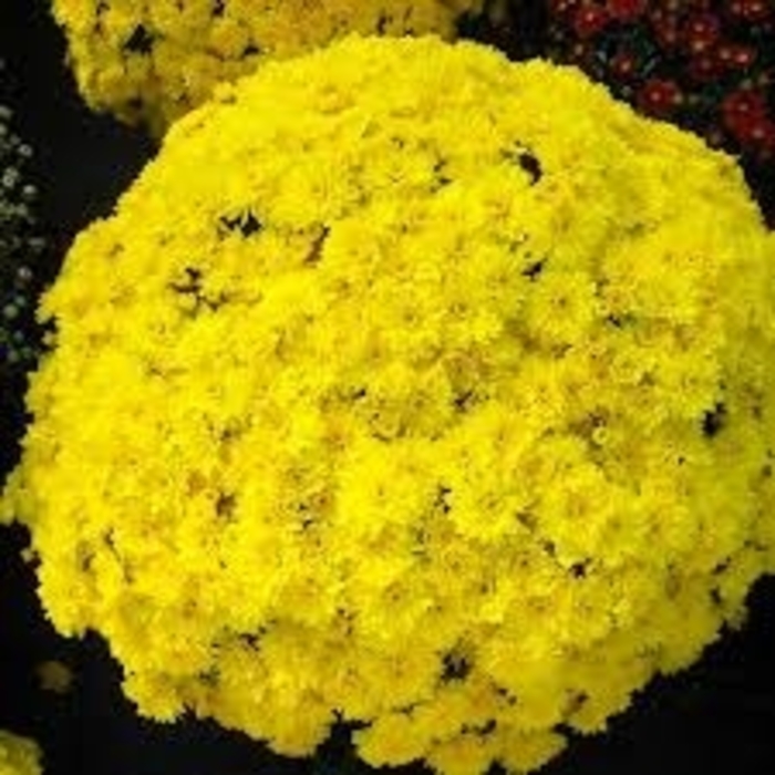 Garden Mum - Conaco Yellow from WNLKG Wildwood Nursery LKG