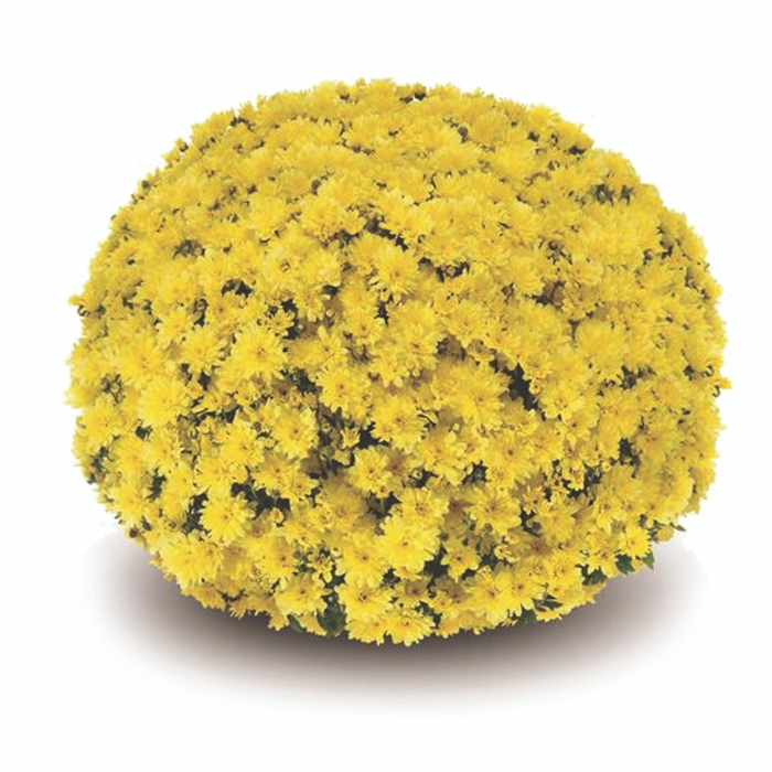 Garden Mum - Arluno Yellow from WNLKG Wildwood Nursery LKG