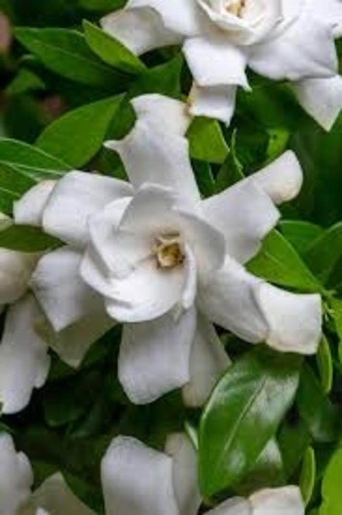 Gardenia - 'Fool Proof' from WNLKG Wildwood Nursery LKG