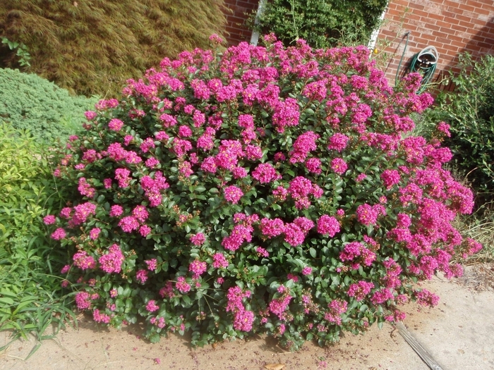 Crape Myrtle - 'Pocomoke Dwarf' from WNLKG Wildwood Nursery LKG