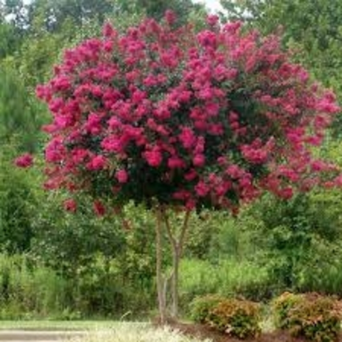 Crape Myrtle - 'Pink Velour' from WNLKG Wildwood Nursery LKG