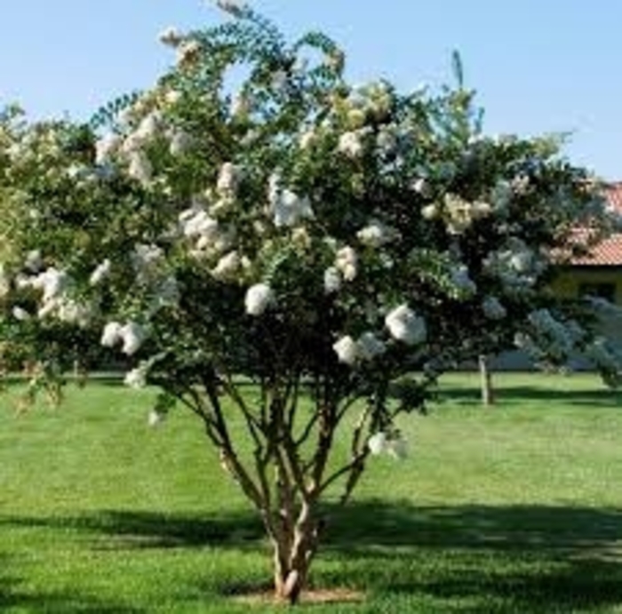 Crape Myrtle - 'Acoma' from WNLKG Wildwood Nursery LKG