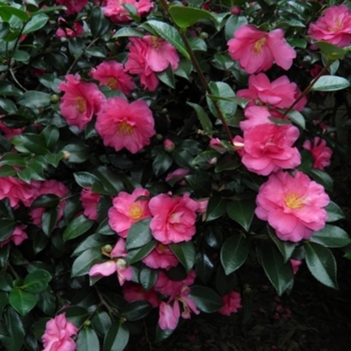 Camellia - 'Shishi-Gashira' from WNLKG Wildwood Nursery LKG