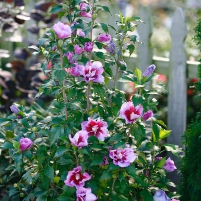 Rose of Sharon - 'Purple Pillar' from WNLKG Wildwood Nursery LKG