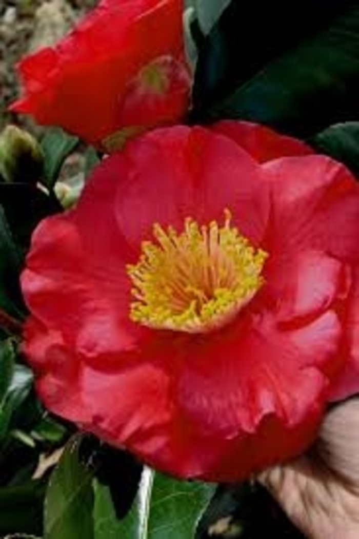 Camellia - 'Dr. J.C. Raulston' from WNLKG Wildwood Nursery LKG
