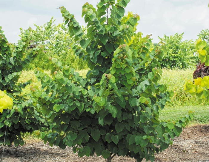 Redbud - 'Garden Gems Emerald' from WNLKG Wildwood Nursery LKG