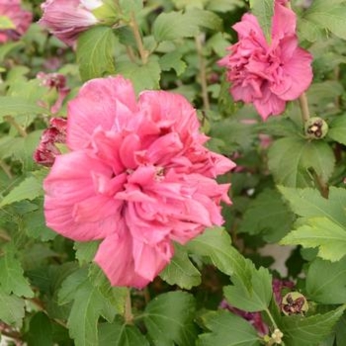 Rose of Sharon - 'French Cabaret Red' from WNLKG Wildwood Nursery LKG