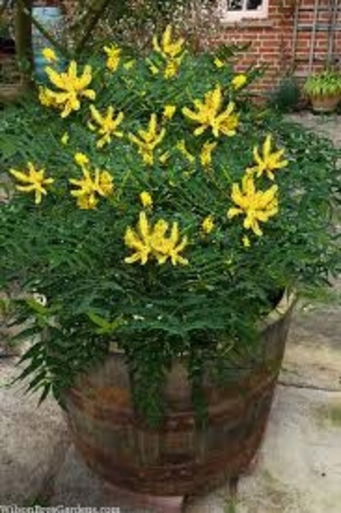 Mahonia - 'Funky Flow' from WNLKG Wildwood Nursery LKG