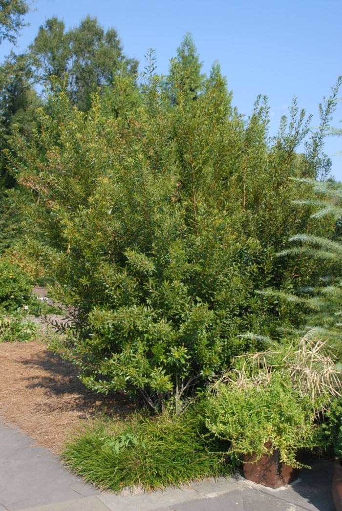 Southern Wax Myrtle - Myrica cerifera from WNLKG Wildwood Nursery LKG