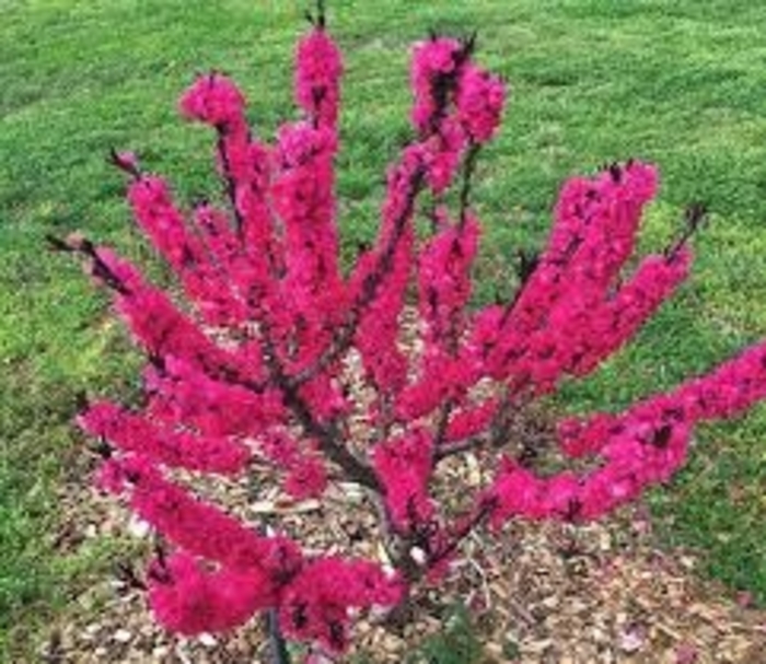 Patio Peach Tree - 'Ruby Ruffle' from WNLKG Wildwood Nursery LKG