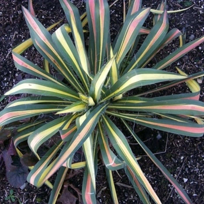 Yucca - 'Color Guard' from WNLKG Wildwood Nursery LKG