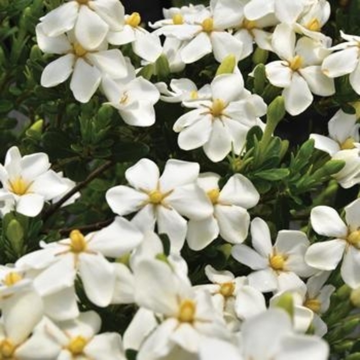 Gardenia - 'Snow Girl' from WNLKG Wildwood Nursery LKG