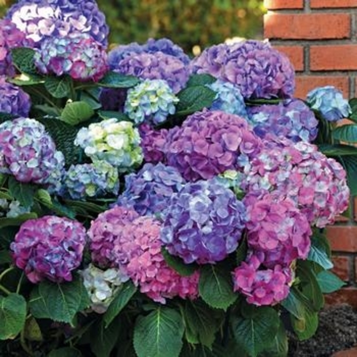 Hydrangea - 'L.A. Dreamin' from WNLKG Wildwood Nursery LKG