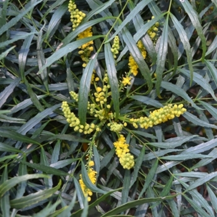 Mahonia - 'Soft Caress' from WNLKG Wildwood Nursery LKG