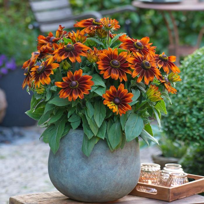 Sunbeckia® 'Sarah' - Rudbeckia hirta from WNLKG Wildwood Nursery LKG
