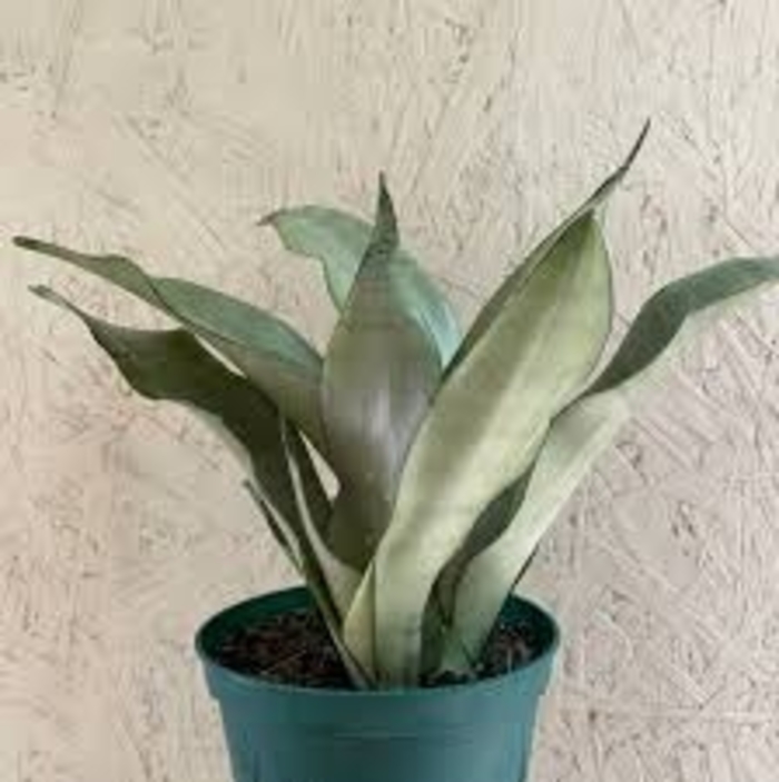 Sansevieria Snake Plant - 'Moonshine' from WNLKG Wildwood Nursery LKG