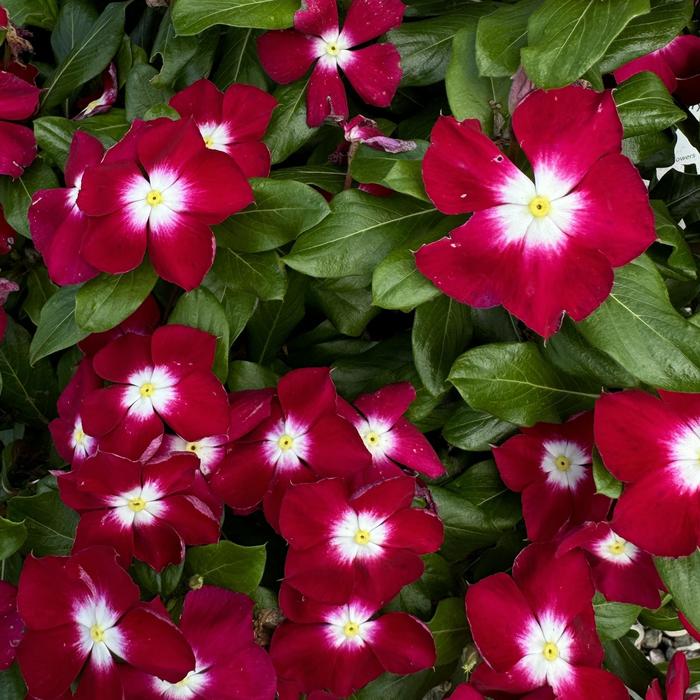 Vinca - Nirvana® XDR from WNLKG Wildwood Nursery LKG