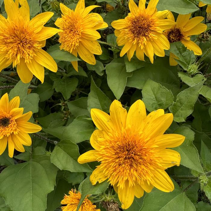 Sunfinity® 'Double Yellow' Dwarf Sunflower - Helianthus annuus from WNLKG Wildwood Nursery LKG