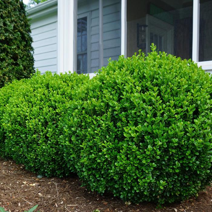 'NewGen Freedom&reg;' - Buxus (Boxwood) from WNLKG Wildwood Nursery LKG