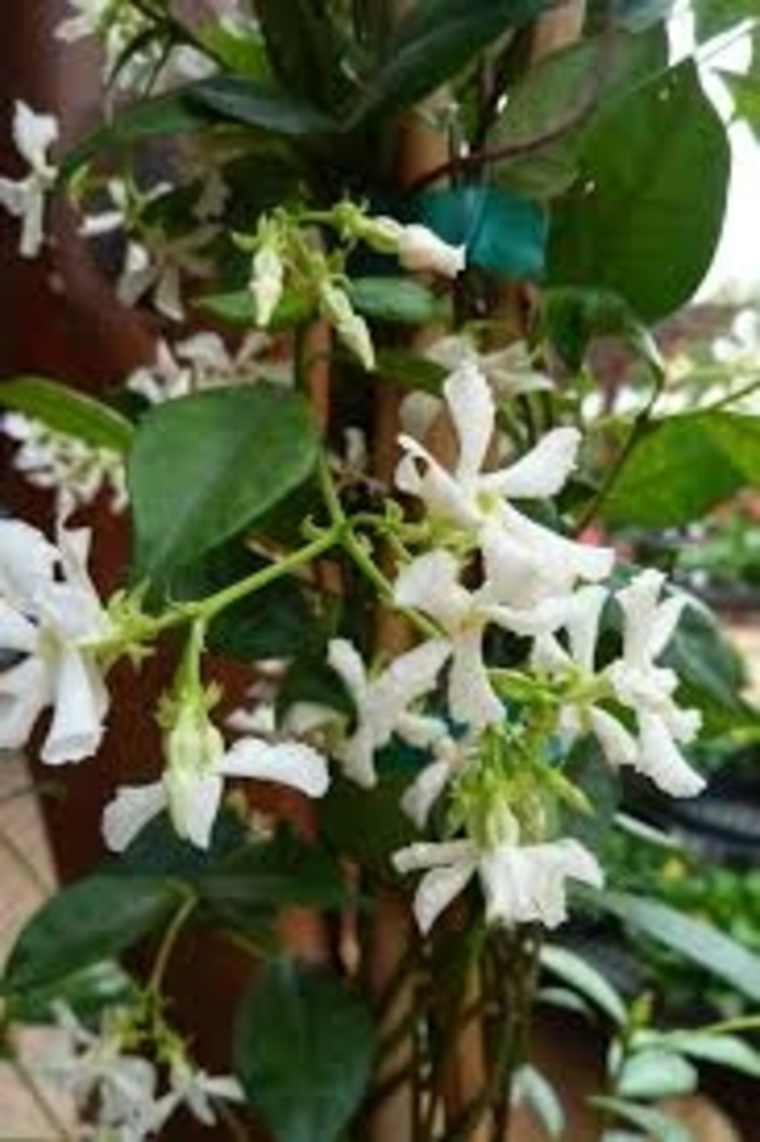 Confederate Jasmine - from WNLKG Wildwood Nursery LKG