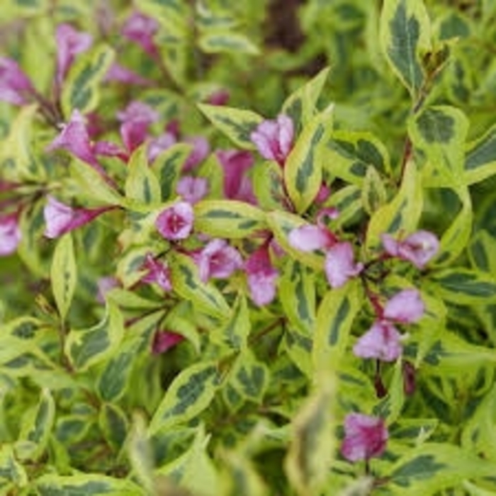 Weigela - 'Bubbly Wine' from WNLKG Wildwood Nursery LKG