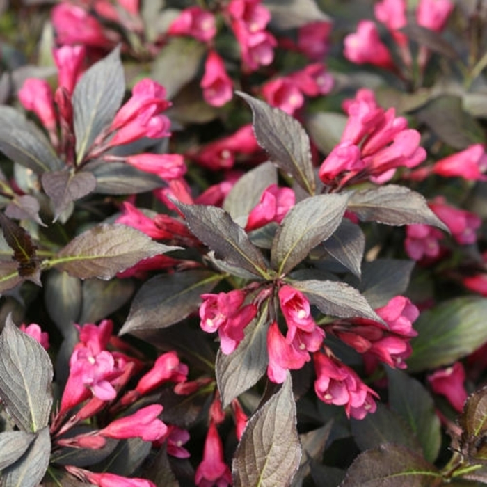 Weigela - 'Spilled Wine' from WNLKG Wildwood Nursery LKG